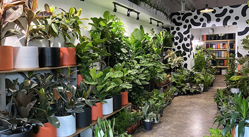 Inside Sunday Shop